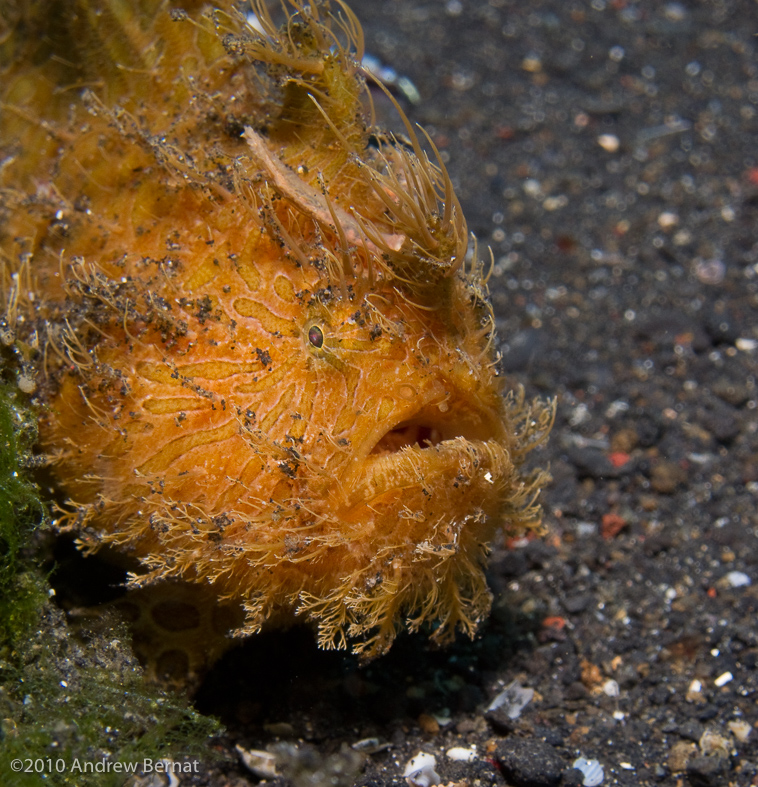 Hairy Frogfish