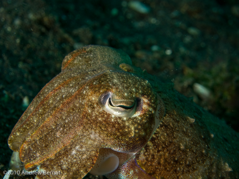 Broadclub Cuttlefish