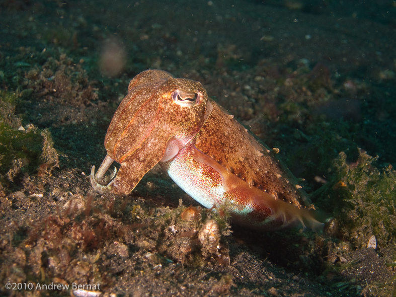 Broadclub Cuttlefish