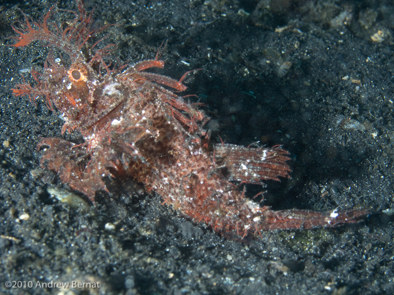 Ambon Scorpionfish