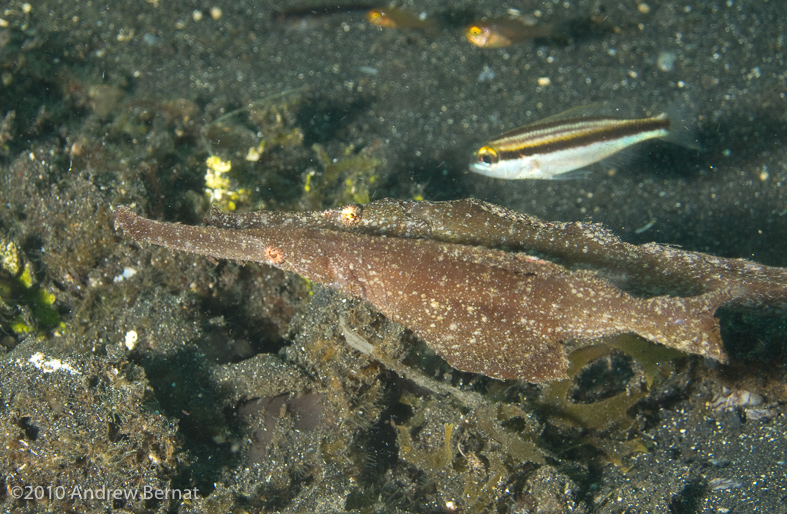 Robust Ghost Pipefish