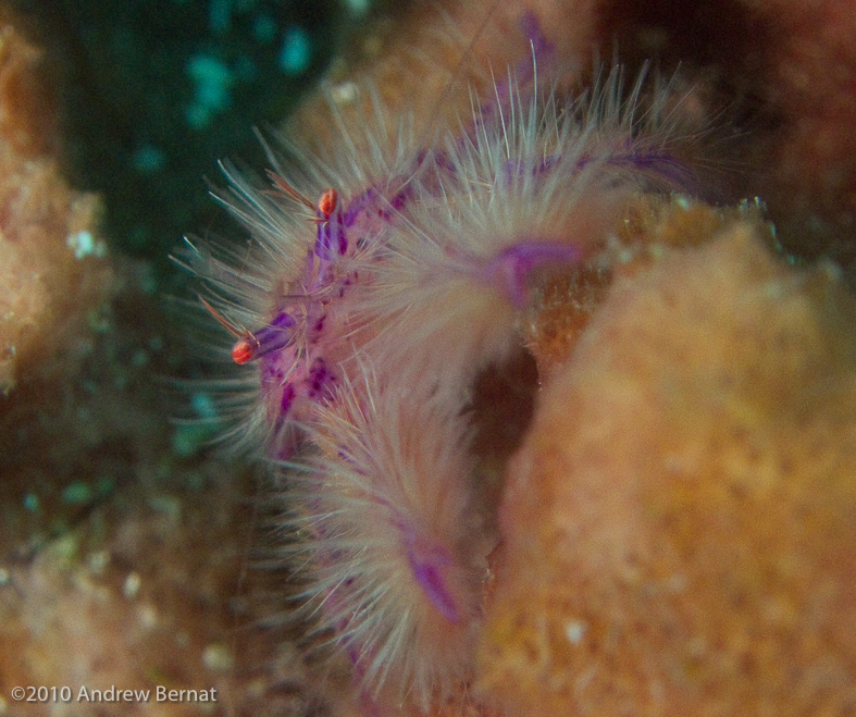 Hairy Squat Lobster