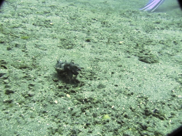 walking Flamboyant Cuttlefish