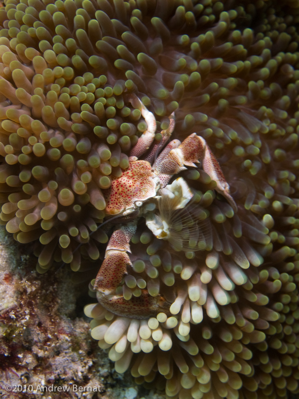 Porcelain Crab