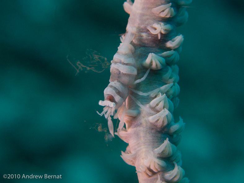 Anker's Whip Coral Shrimp