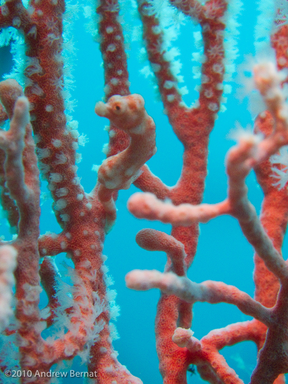 Pygmy Seahorse
