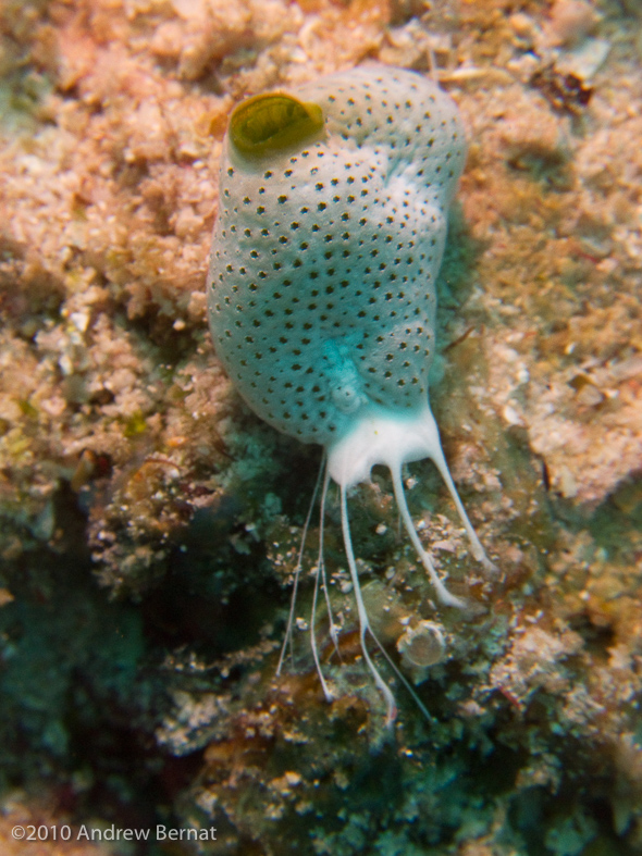 how a Tunicate hangs on