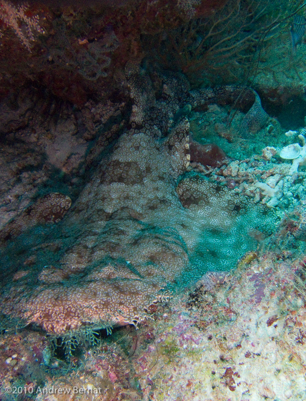 Ornate Wobbegong