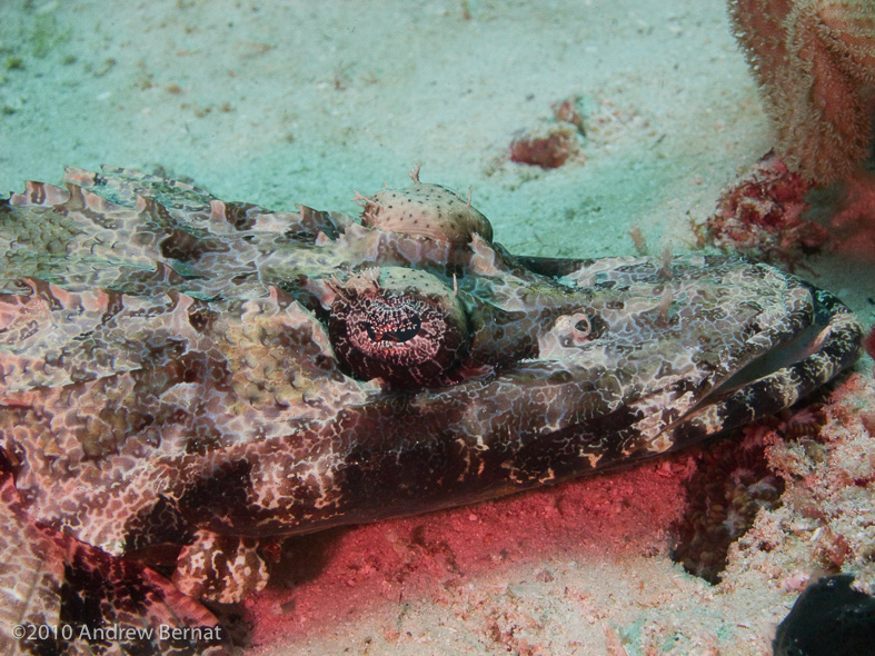 Crocodile Fish