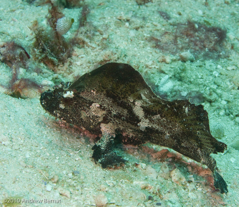 not sure - Scorpionfish or ?