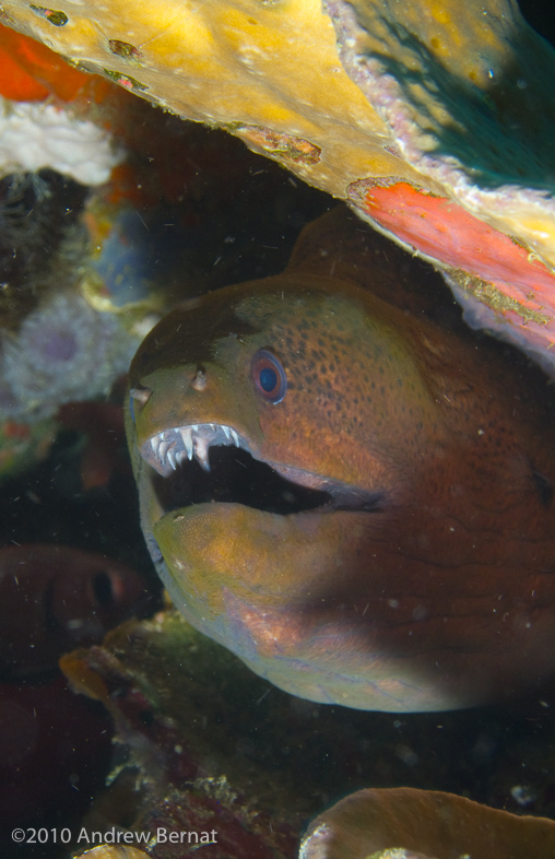 Giant Moray Eel