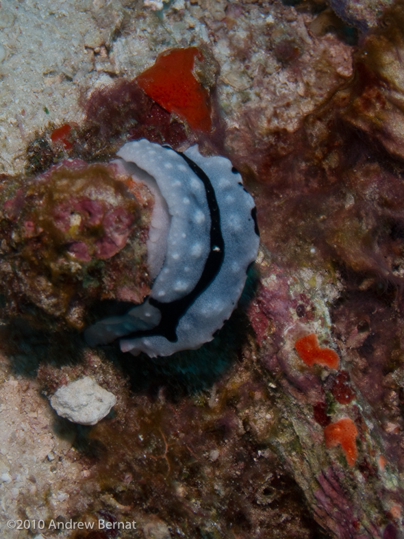 Shireen's Phyllidiopsis Nudibranch