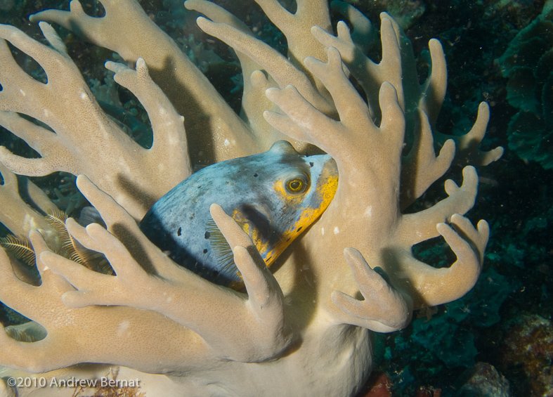 Blackspotted Puffer