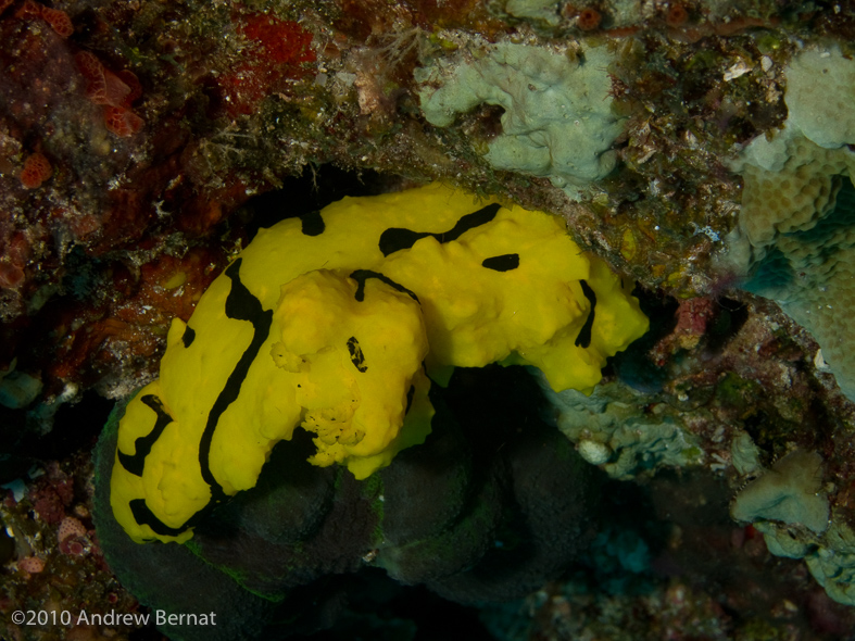 Banana Nudibranch