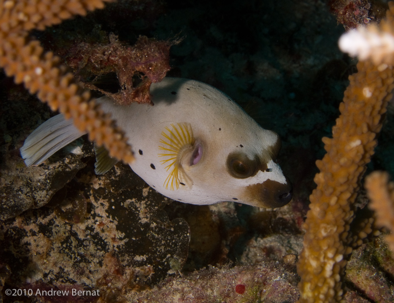 Blackspotted Puffer