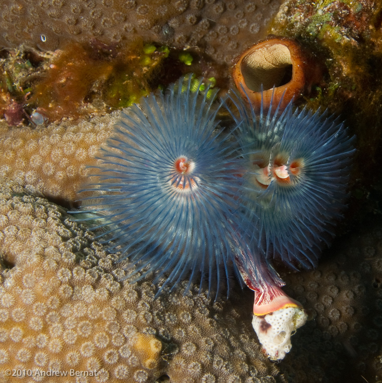 Christmas Tree Worm