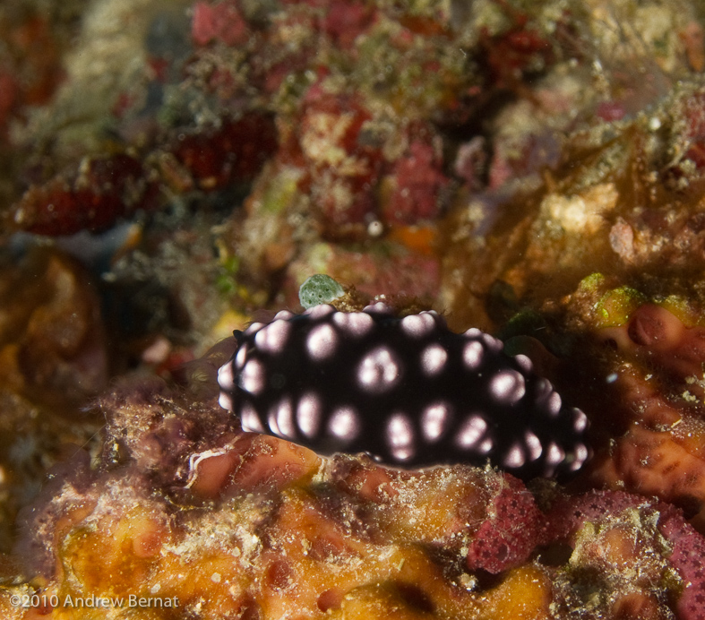 Dendrodoris Nudibranch