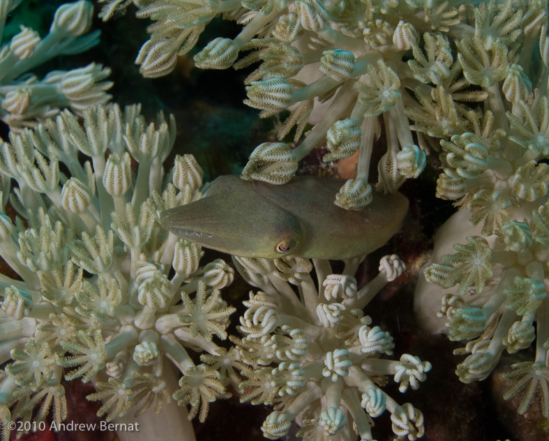 Flamboyant Cuttlefish