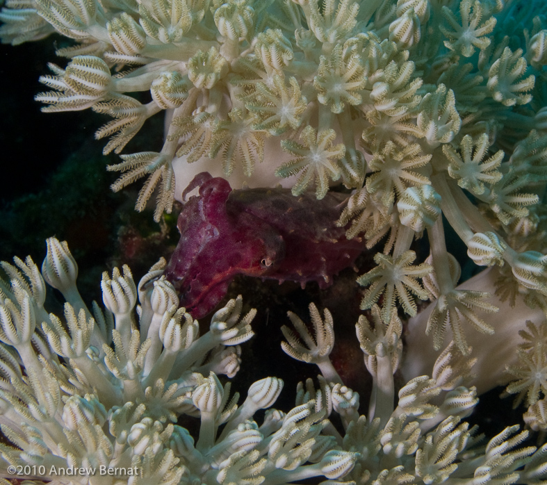 Flamboyant Cuttlefish