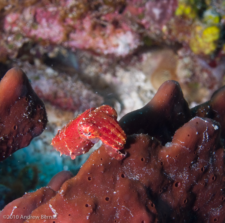 Flamboyant Cuttlefish