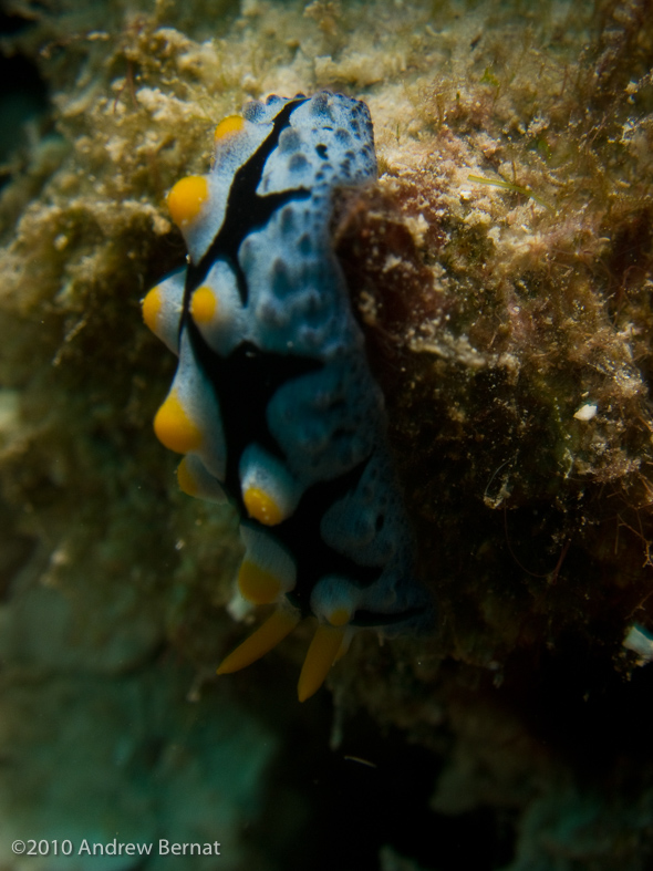 Swollen Phyllidia Nudibranch