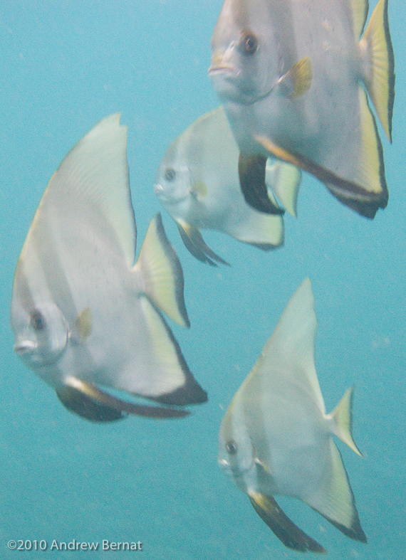 Golden Spadefish