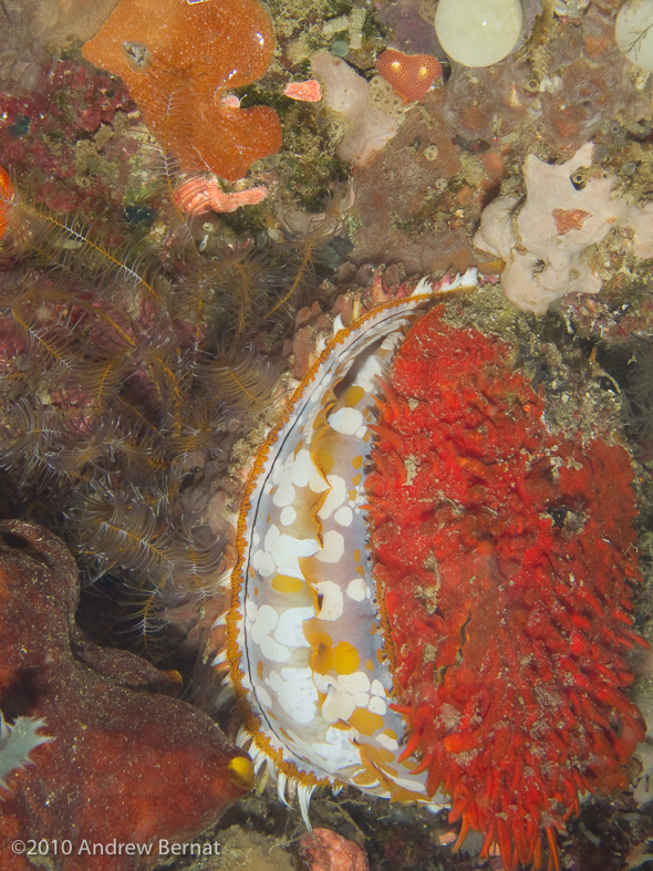 Variable Thorny Oyster