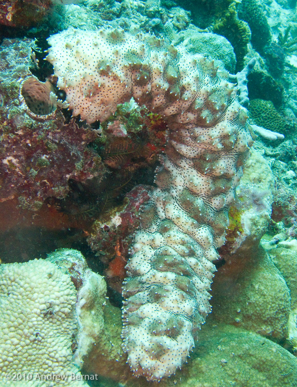 Blackspotted Sea Cucumber