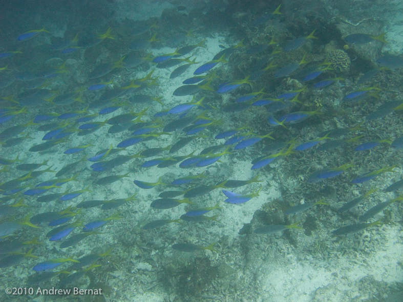 masses of fish