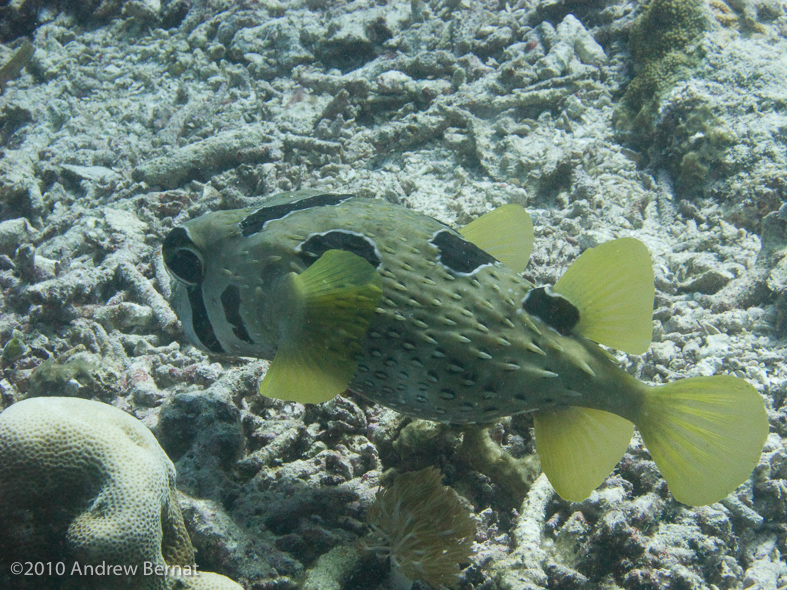 Black-blotched Porcupinefish