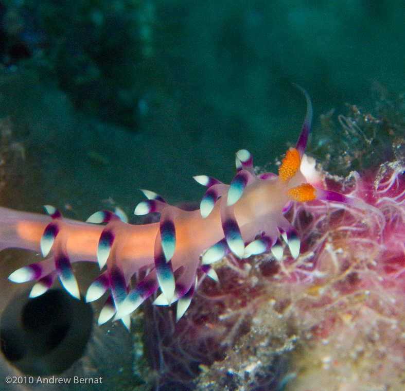 Desirable Flabellina Nudbranch