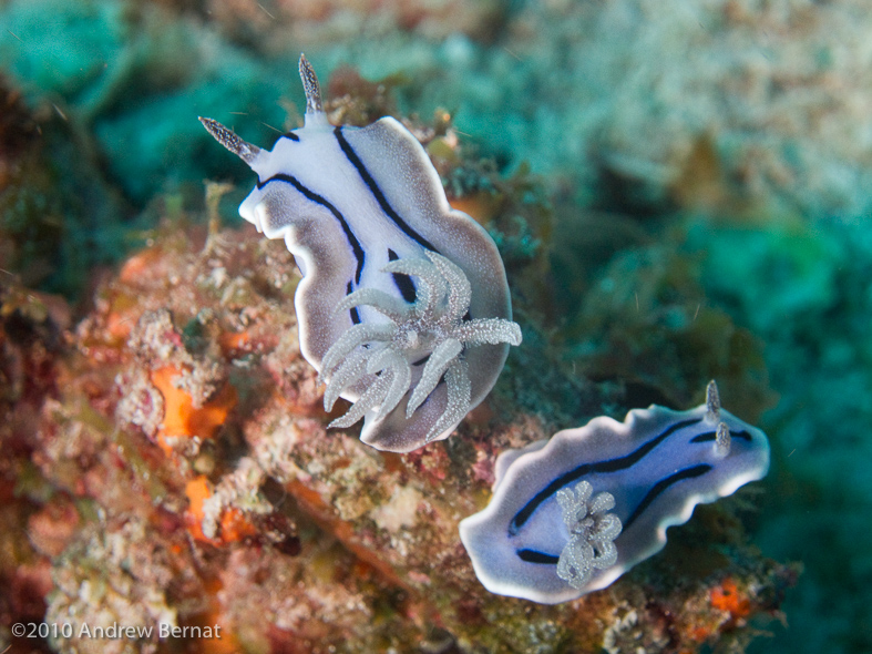 Willan's Chromodoris Nudibranch