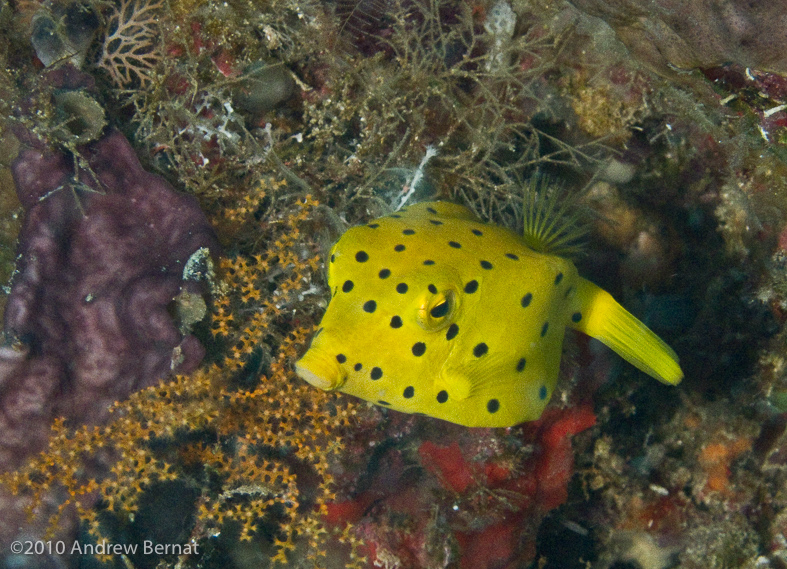 Yellow Boxfish juvenile
juvenile