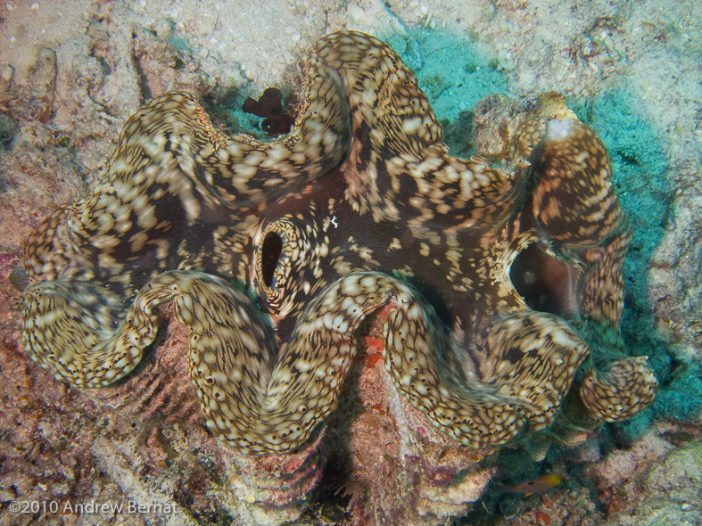 Fluted Giant Clam