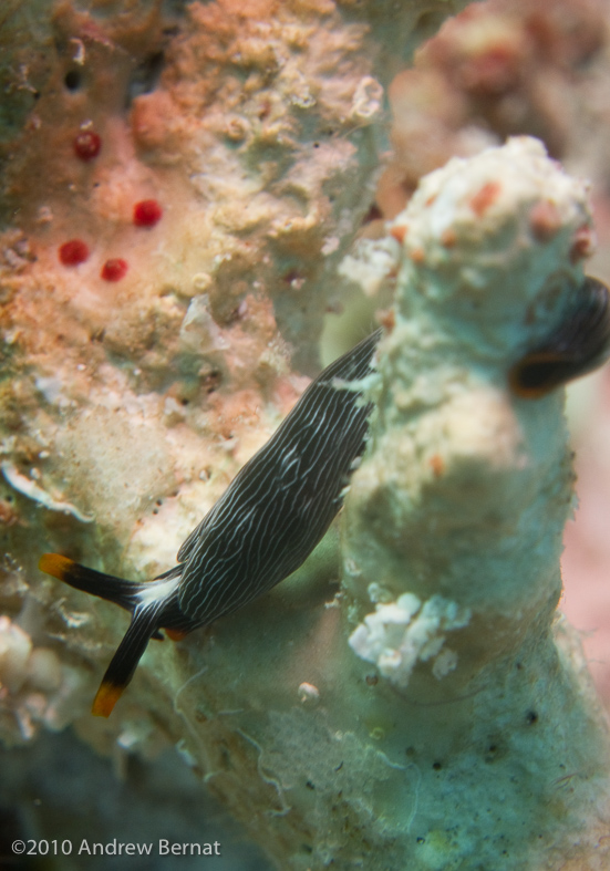 Slender Sapsucking Slug