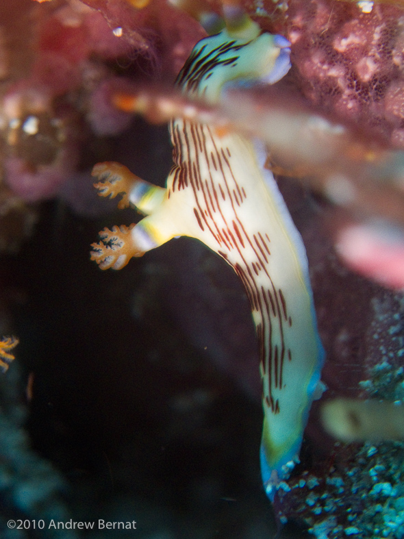 Lined Nembrotha Nudibranch