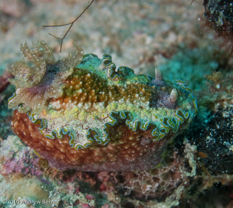 Girdled Glossodoris Nudibranch