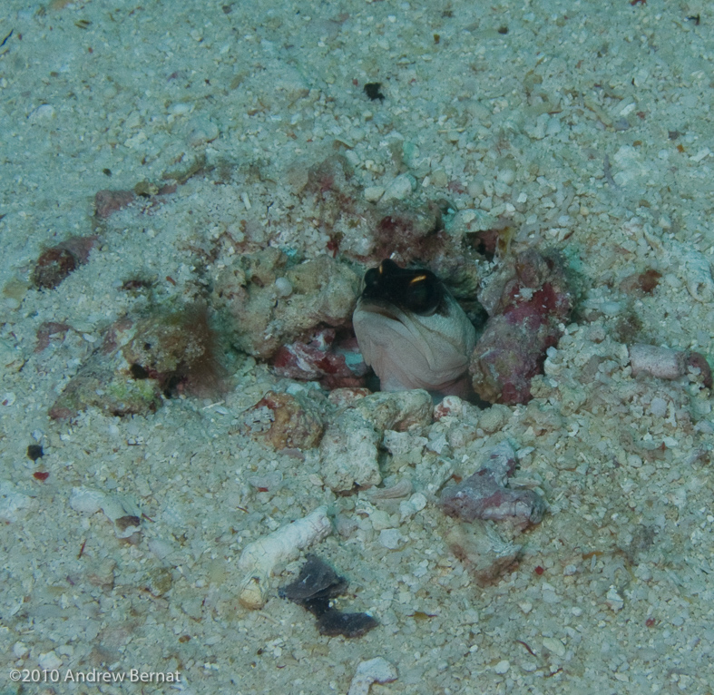 Yellowbarred Jawfish