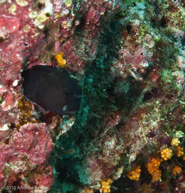 Yellowbarred Jawfish