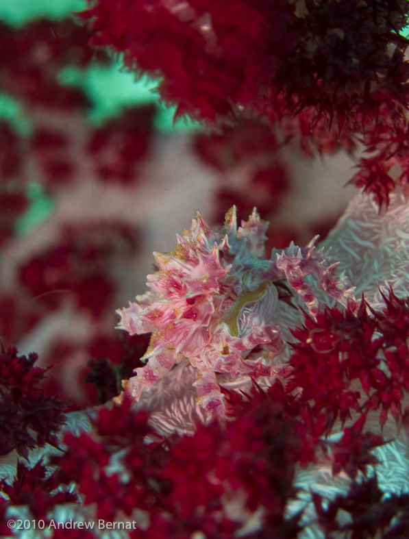 Soft Coral Crab