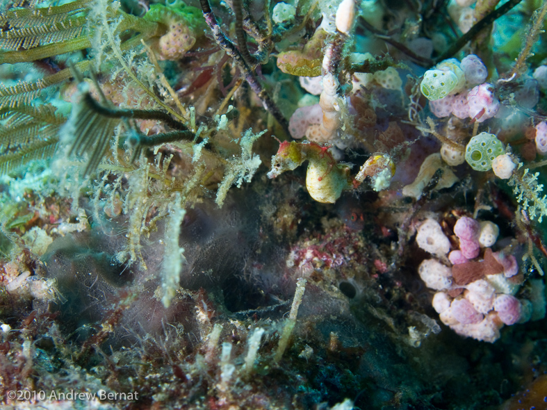 Colman's Pygmy Seahorse