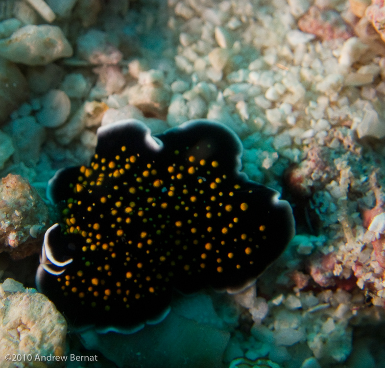 unclassified Flatworm