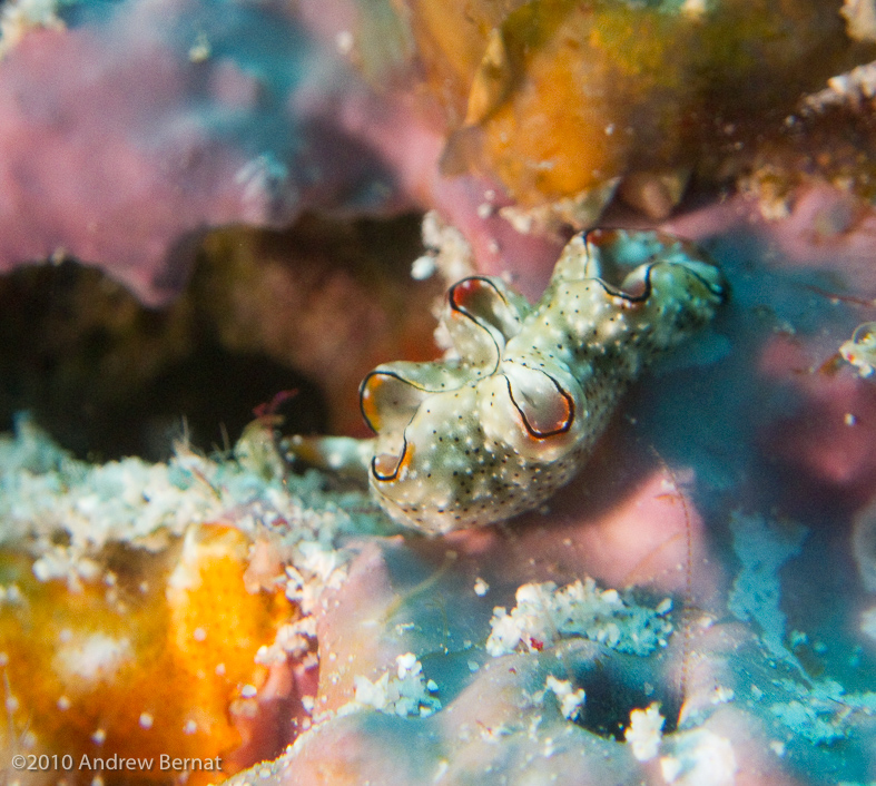 Single Stripe Flatworm