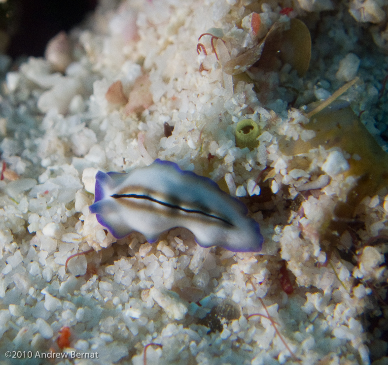 Single Stripe Flatworm