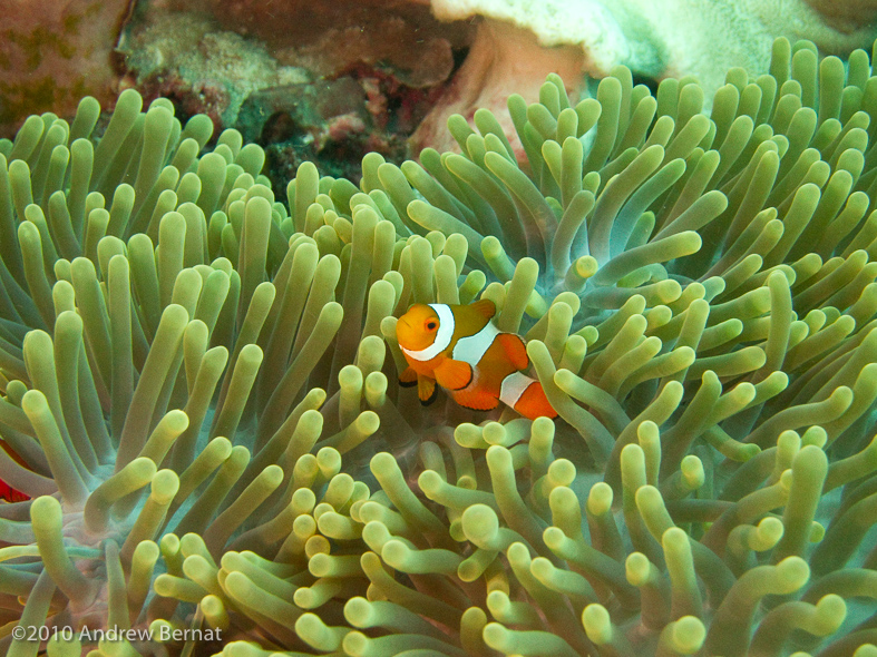 Western Clown Anemonefish