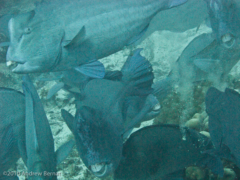 Bumphead Parrotfish