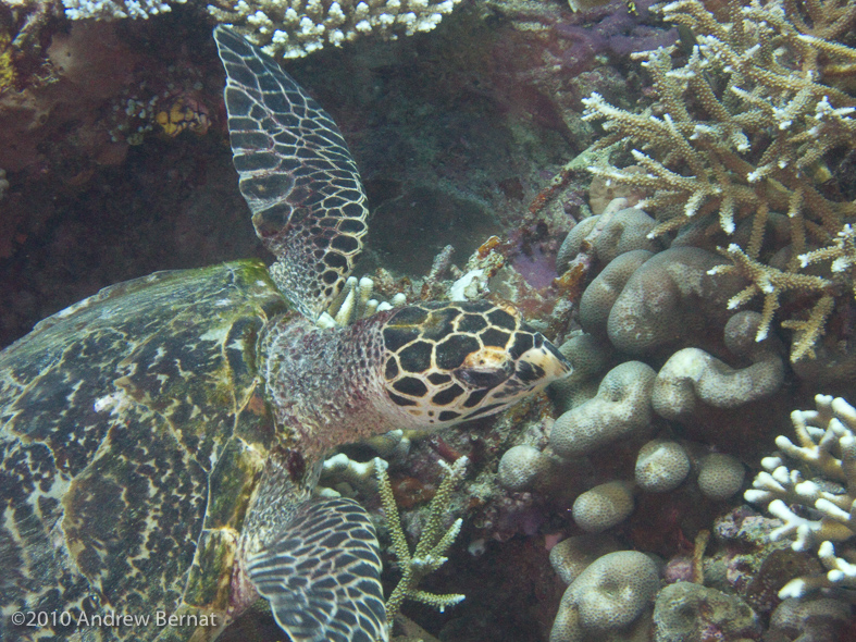 Hawksbill Turtle