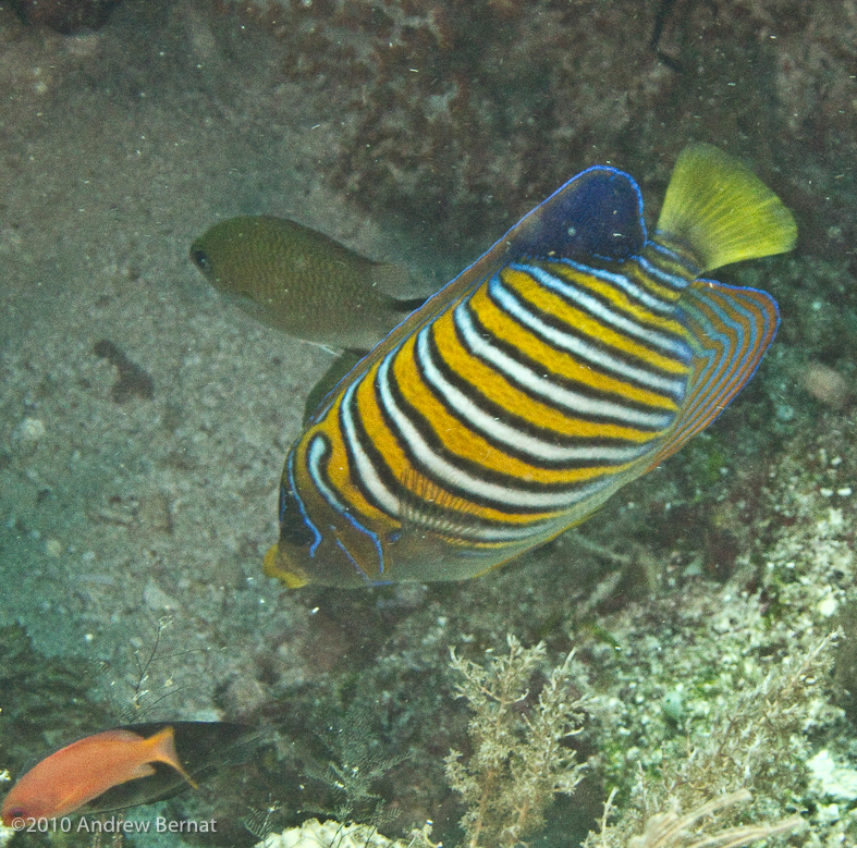 Regal Angelfish