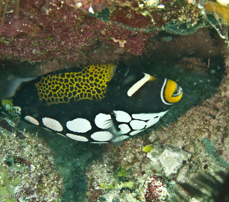 Clown Triggerfish