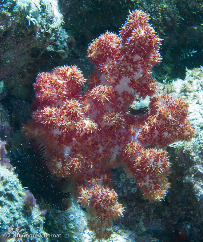 soft coral